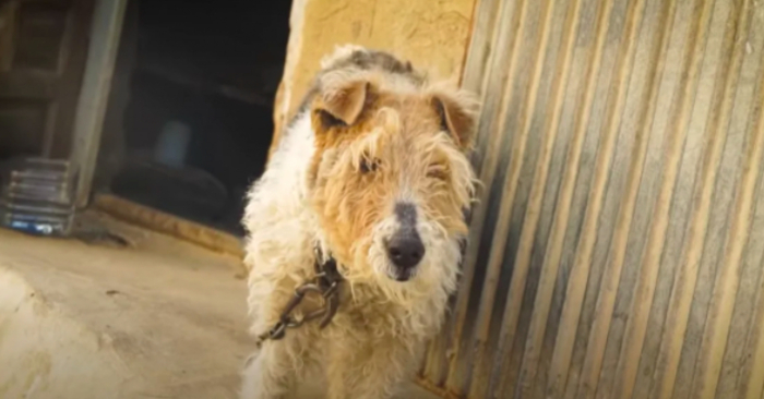  Following the rescue, a dog who had been chained his entire life sobs