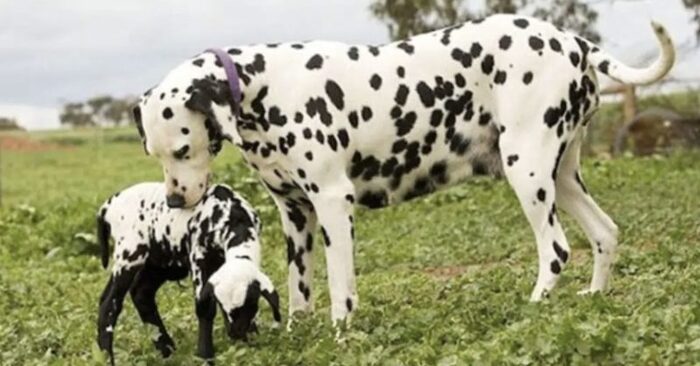  An incredible scene: this Dalmatian immediately begins to care for an orphaned lamb with spots