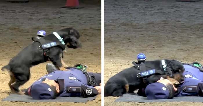 Unique scene: the footage shows how this intelligent police dog performs CPR on an officer
