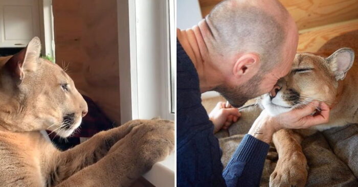  She always wanted a big cat: this couple took care of a cougar and loved it as a pet cat