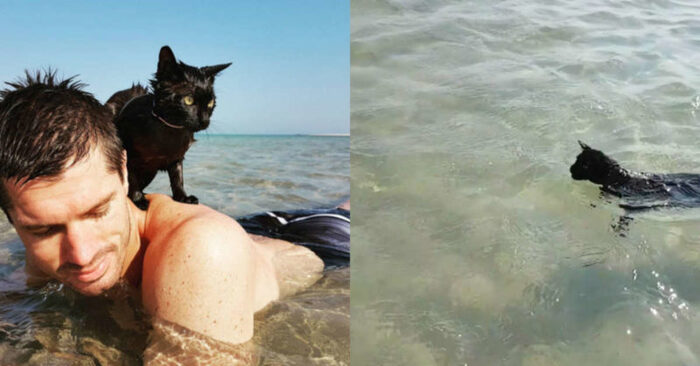  Nice scene: this wonderful cat was at the beach for the first time in her life and she really liked it there