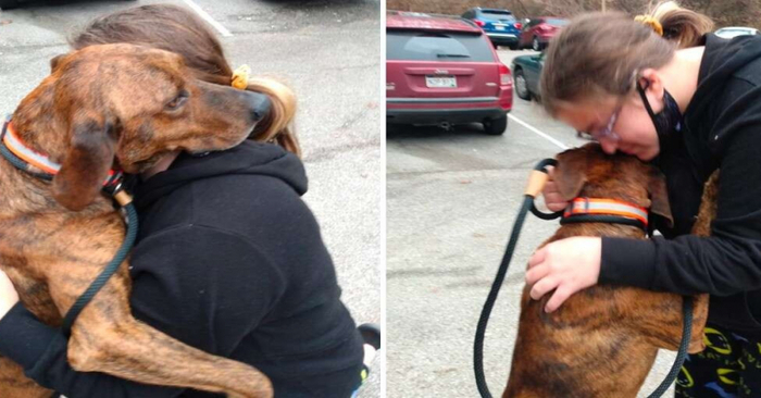  Heroic move: this wonderful smart dog, seeing that the girl needs help, rushes to help her