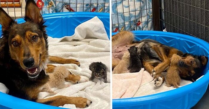  Heartwarming story: this caring dog took care of 3 orphaned cats after losing her puppies