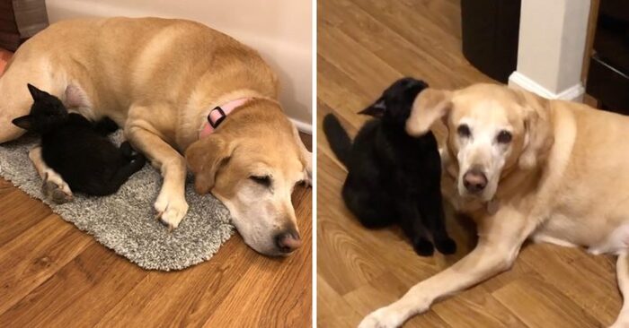  A wonderful story: this lonely rescued cat bonds with the family dog and they become inseparable