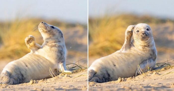  A funny scene: this photogenic little seal waves for the camera and attracts everyone’s attention