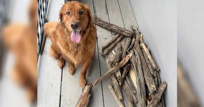  An interesting scene: this cute dog always sits proudly next to more than 50 sticks he has collected