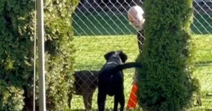  Funny scene: this woman discovers that her beloved dog plays ball with the neighbor every day