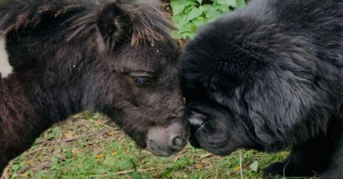  Amazing closeness: this Shetland and Newfoundland liked each other from the first seconds of meeting