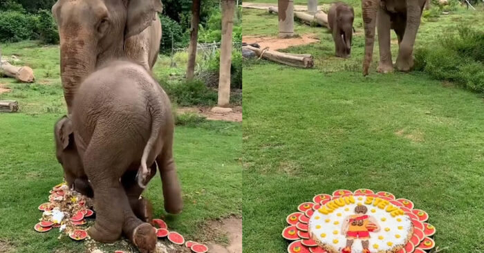 Funny scene: this little elephant ruined his grandmother’s cake and this footage resulted