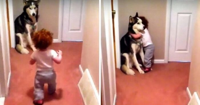  Cute scene: this little kid was scared of the vacuum cleaner and ran to his beloved dog for protection