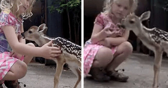  Cute scene: this little deer approached the girl to ask for help and the girl did not refuse