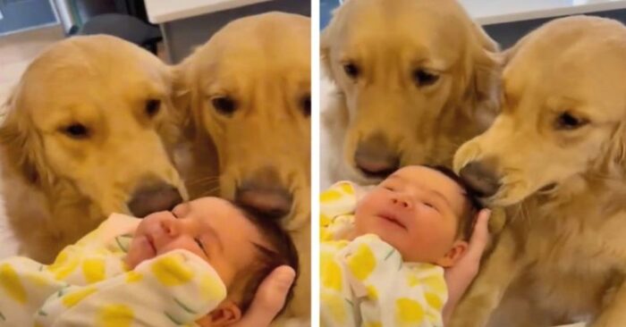  A beautiful sight: this is how 2 Golden Retrievers met with a baby born in the family
