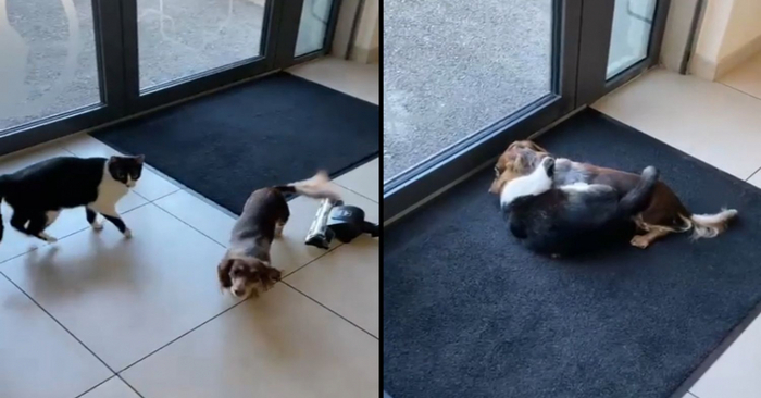  This footage of a cat and dog caught everyone’s attention as they played in the vet’s waiting room
