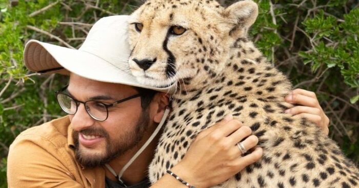  Wild gentleness: this is how a wild cheetah approaches and hugs the photographer in this cute photo