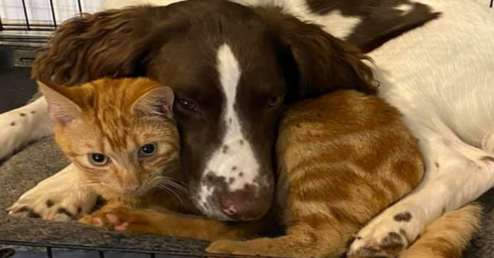  This wonderful duo shows everyone that there is an inseparable friendship between a dog and a cat