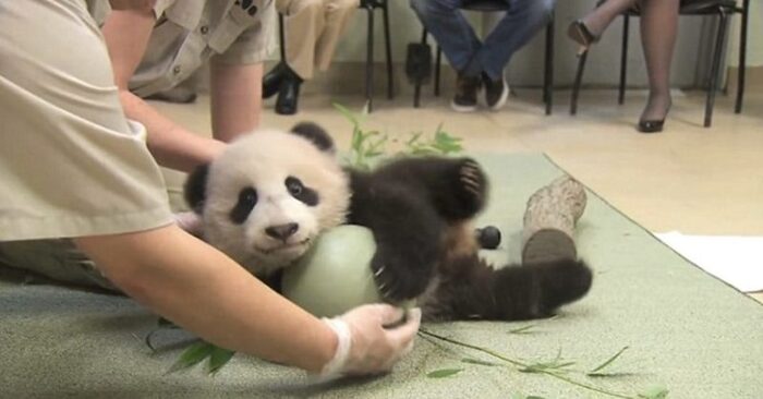  What a cute scene: this fluffy panda refuses to leave his favorite toy and attracts everyone’s attention