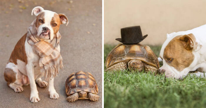  A really cute scene: a beautiful friendship was formed between this rescue dog and the turtle