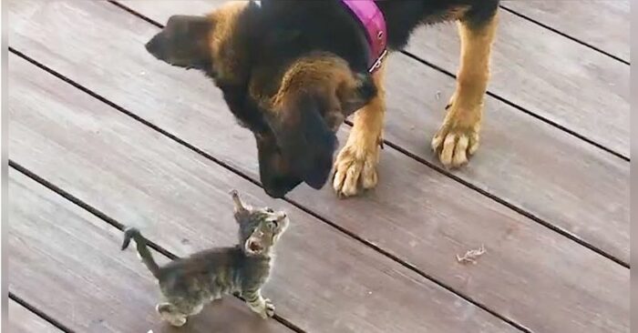  What a touching scene: this lonely and orphaned kitten begged a dog to adopt him