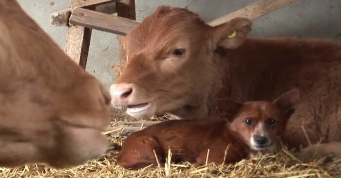  What a touching sight: this cute dog immediately started crying when he saw the cow that had taken care of him