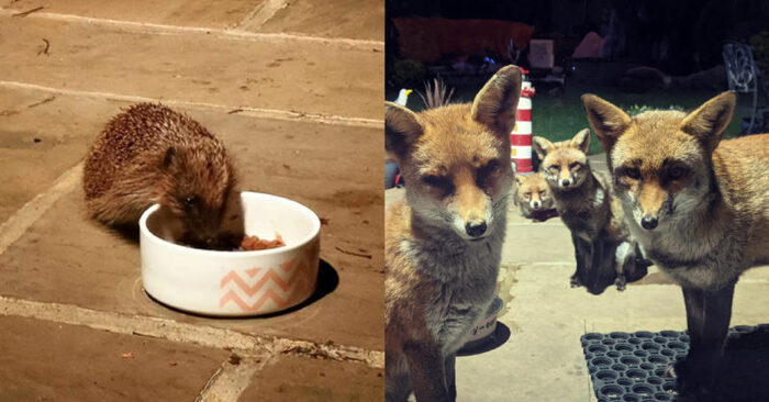  An incredible story: this little hedgehog made friends with a fox and they didn’t have dinner without each other