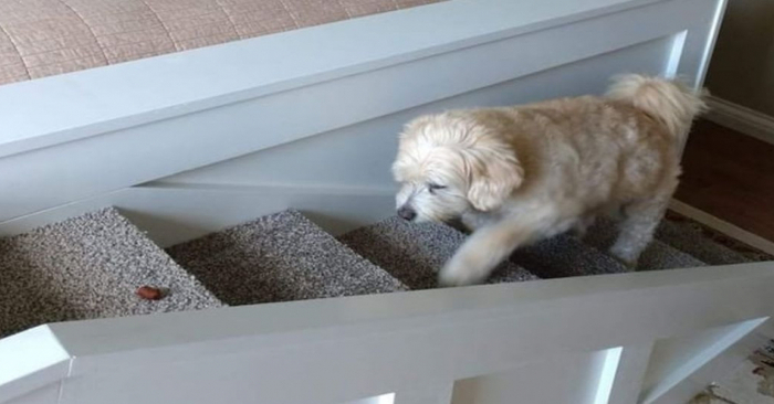  This kind and caring owner built a ladder for his 15-year-old dog so she could easily climb into her bed