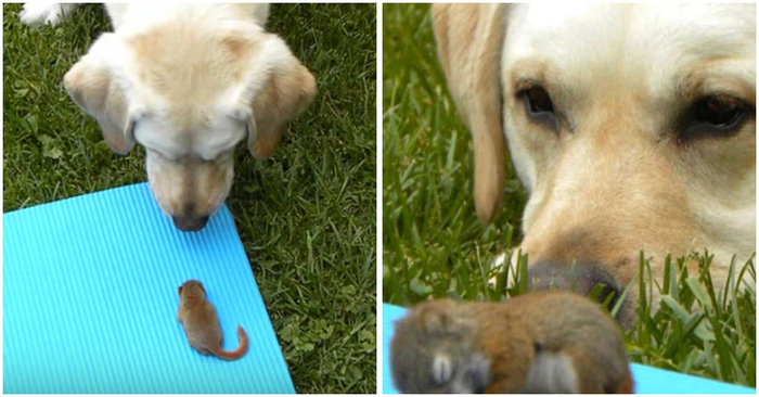  Incredibly strong bond: this dog and little squirrel became friends and became inseparable