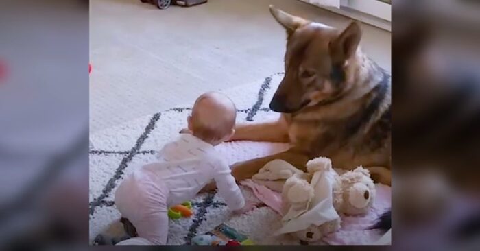  What a gentleness: this super strong police dog instantly changes when a little one approaches