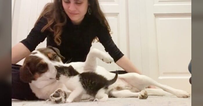  Love at first scene: this poor grumpy dog meets a cat and instantly becomes close to him