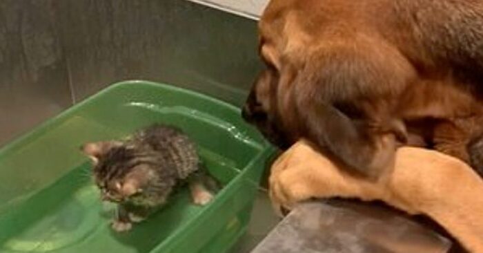  Unbelievable kindness: this giant kind and caring dog tried to calm the little cat
