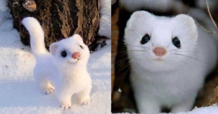  A real snow-white beauty: this is what one of the cutest animals in the world looks like
