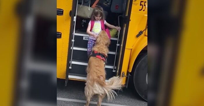  What a cute story: this incredibly loyal and caring dog must meet his little owner at the bus stop every day