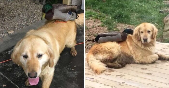  An incredible story: this wild duck gets so close to a dog that they become inseparable friends