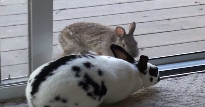  An interesting story: a wild rabbit notices a domestic rabbit and immediately falls in love