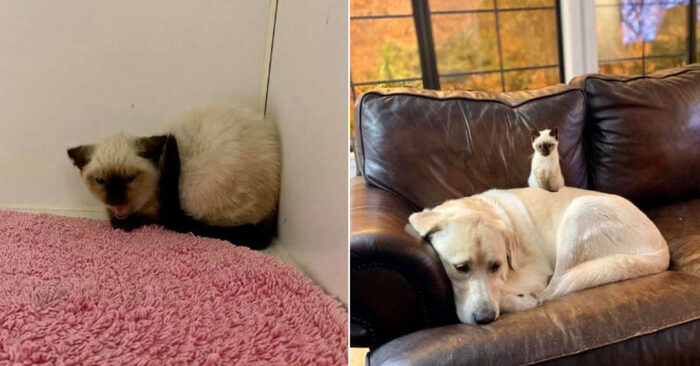  A wonderful friendship: this unhappy-faced cat only changes thanks to a giant dog