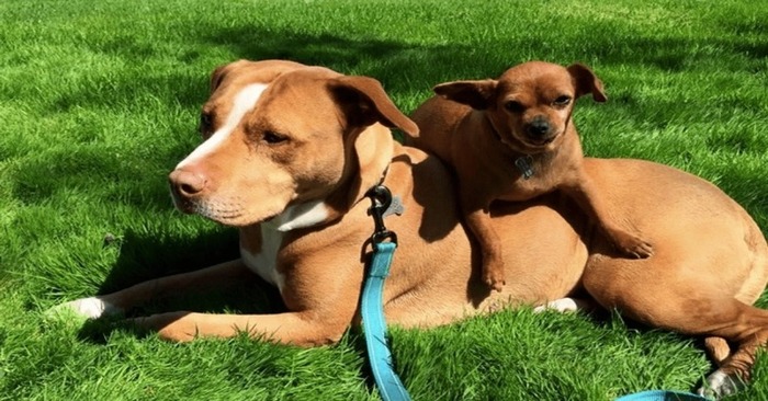  Interesting scene: this dog does not want to be adopted without his inseparable friend