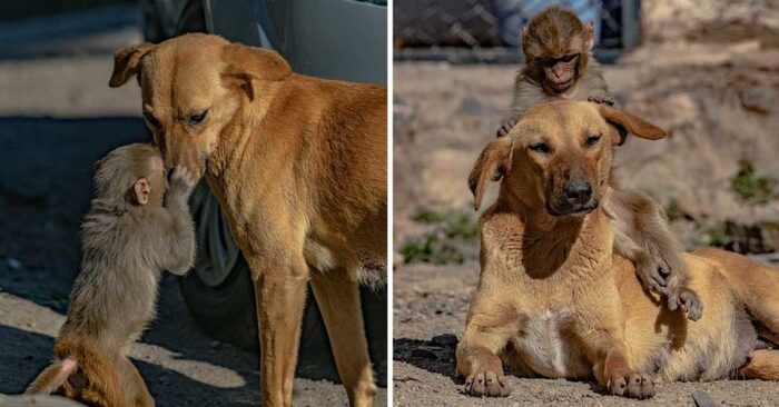  A touching story: this caring dog begins to take care of a monkey who lost her mother and became an orphan