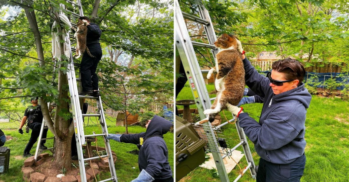  Good story: these caring firefighters were finally able to help the cat climb out of the tree after 2 days