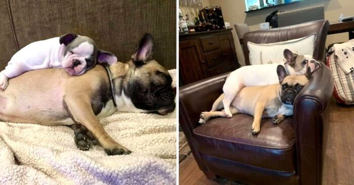  What a wonderful scene: this cute little dog doesn’t want to admit that she’s grown up and still sleeps on her sister