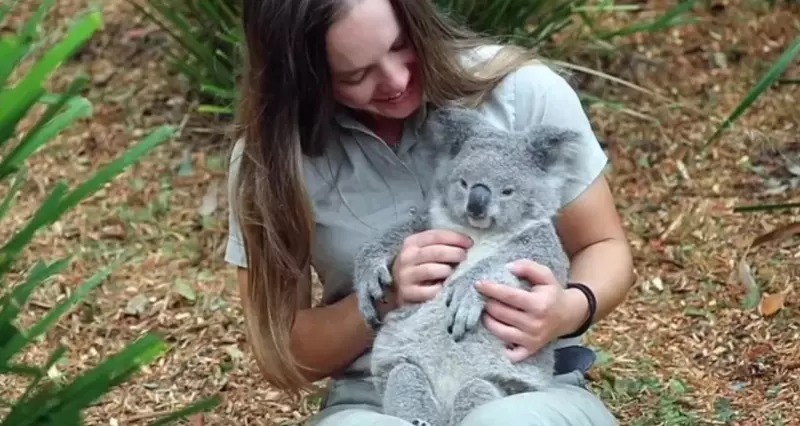  What a cute scene: this wonderfully unique koala is trying her best not to fall asleep while being massaged