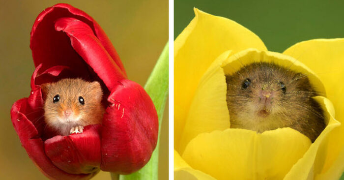  Amazing shots: this unique photographer carefully walked past the flowers to capture the mice