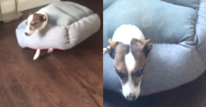  Funny scene: it was very funny when this dog got stuck in his own bed and walked like that