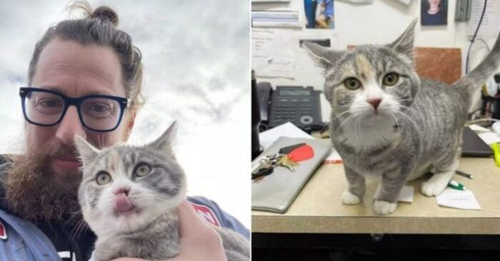  An unexpected story: this man was rushing to the bank and suddenly found a helpless lonely cat on the way