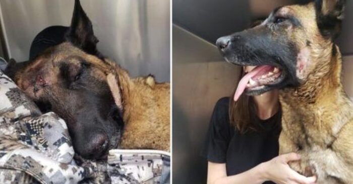  A true hero: this loyal dog managed to save her master’s life from a mountain lion attack