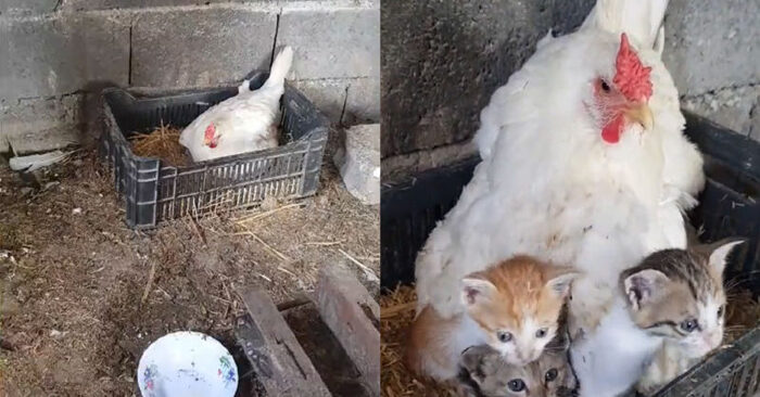  An incredible sight: this mother hen took care of the kittens with warmth and care