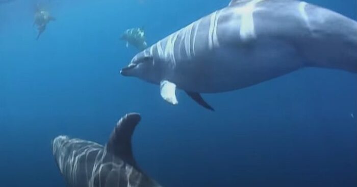  An interesting sea world: these dolphins help the little seal to move in the right way