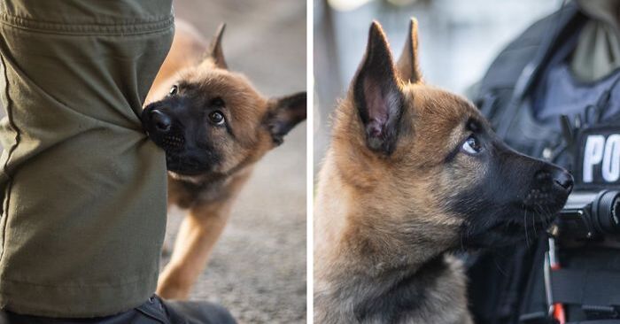  What a cute scene: this little dog is slowly starting to train to become a police dog