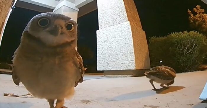  A really funny scene: these two wonderful owls were looking at the door camera with great interest