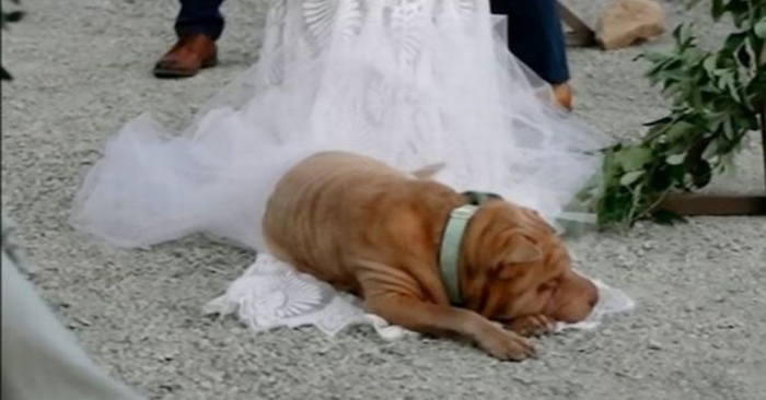  A comfortable place to sleep: this dog decided to sleep on the bride’s dress during the wedding ceremony