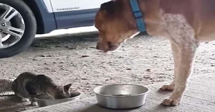 This lonely and street dog ends up in a family with a little cute cat and they became happy