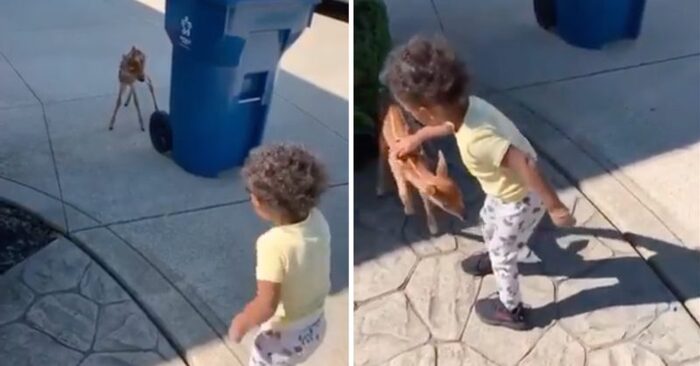  Amazing bond: this little one finds the deer and instantly befriends the animal